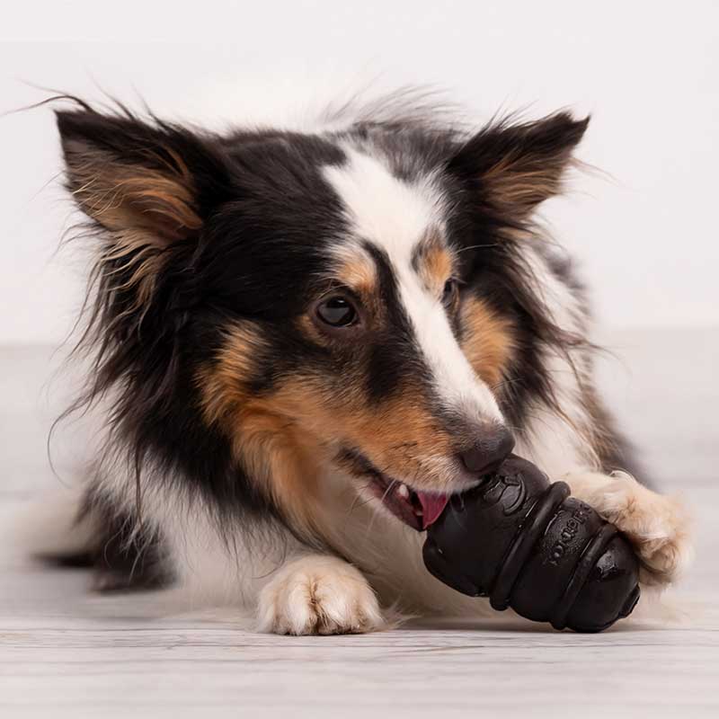 Juguete marca Tonipets línea Glotoni - Imagen 2